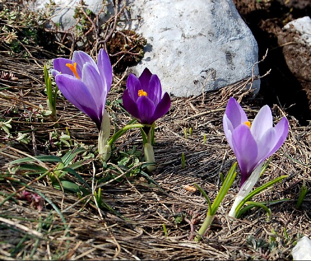 Crocus vernus ssp. vernus